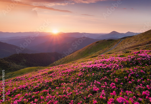 Mountains during flowers blossom and sunrise. Flowers on mountain hills. Natu...
