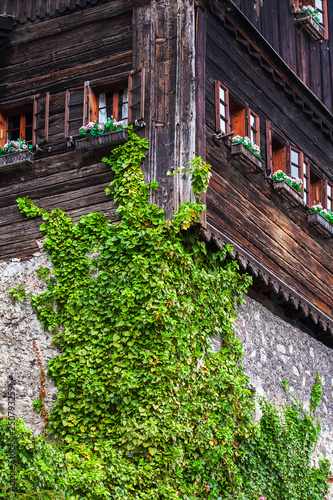 Old vintage wooden balcony covered grape in the Austrian city of Halltatt photo