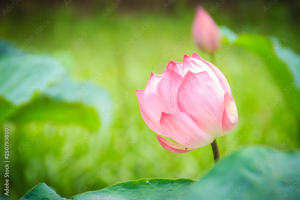 Pink sacred lotus flower (Nelumbo nucifera) with green leaves in nature background. Nelumbo nucifera, also known as Indian lotus, sacred lotus, bean of India, Egyptian bean or simply lotus. Pink sacred lotus flower (Nelumbo nucifera) with green leaves in nature background. Nelumbo nucifera, also known as Indian lotus, sacred lotus, bean of India, Egyptian bean or simply lotus.