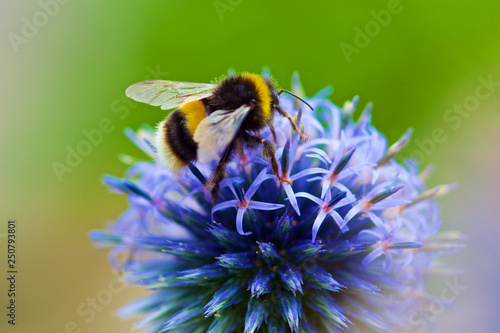 Obraz na płótnie Bumble Bee
