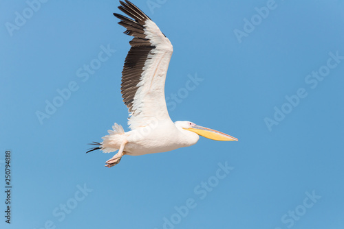 Pelican migration at Emek Hefer