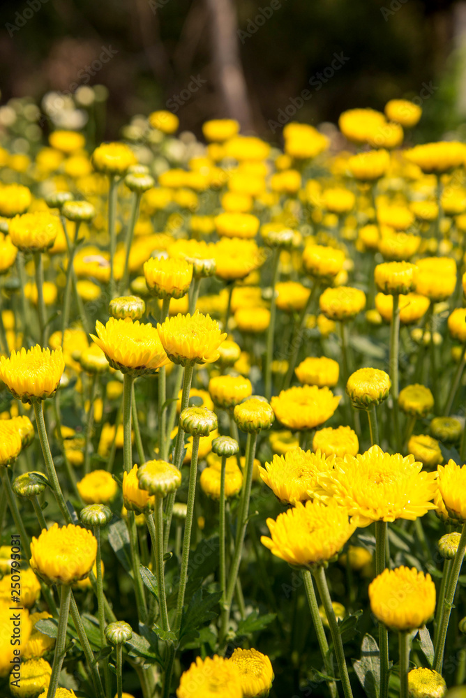 Fototapeta premium Beautiful dandelion background, yellow flowers is blooming in th