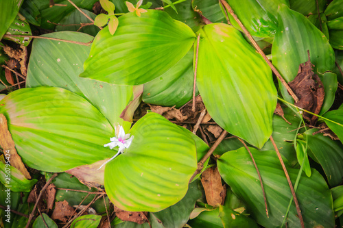 Aromatic ginger (Kaempferia galanga) with white purple flower in nature. Kaempferia galanga is used as an herb and also known as kencur, aromatic ginger, sand ginger, cutcherry, or resurrection lily. photo