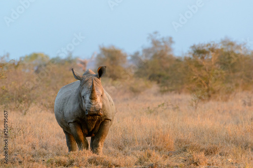 White rhinoceros or square-lipped rhinoceros or rhino (Ceratotherium simum). Limpopo Province. South Africa