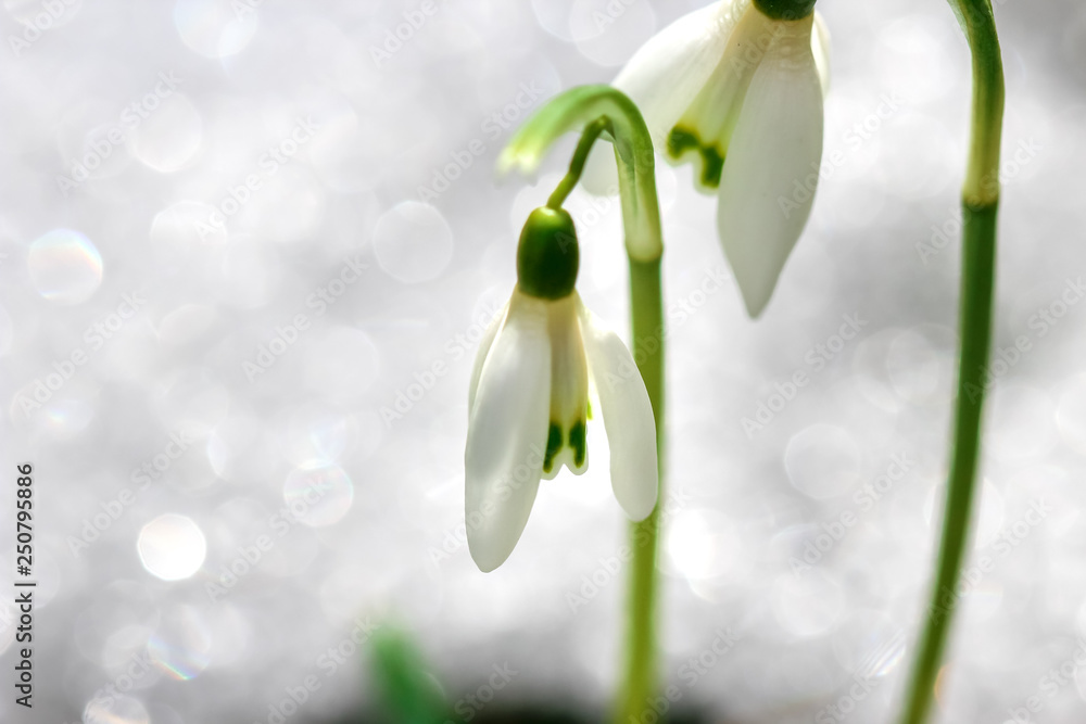 snowdrop blossom comes out of the snow. birth of springtime season snowdrop blossom comes out of the snow. birth of springtime season