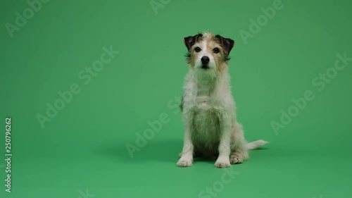 Dog on green screen background 4K - pet, puppy, animal