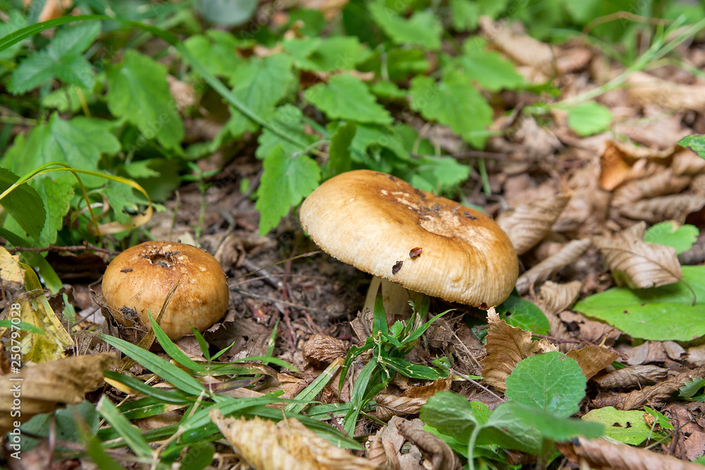 Mushrooms in the forest. Mushrooms in the forest.