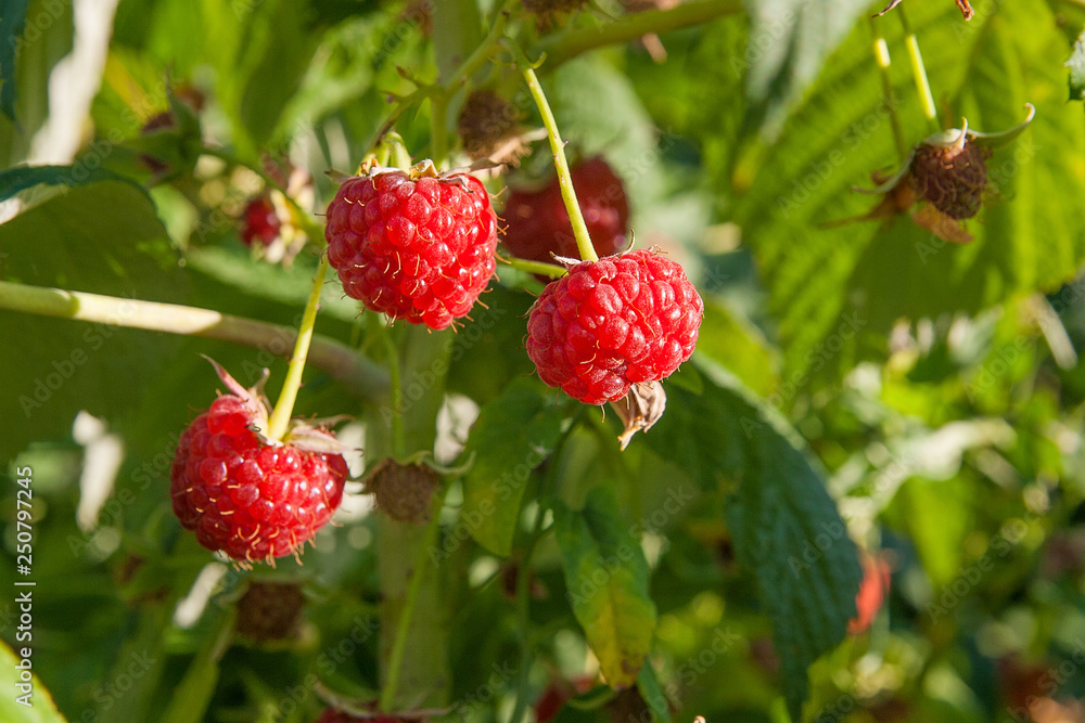 Close up of the ripe and unripe raspberry in the fruit garden. Growing natural bush of raspberry. Branch of raspberry in sunlight. Close up of the ripe and unripe raspberry in the fruit garden. Growing natural bush of raspberry. Branch of raspberry in sunlight.