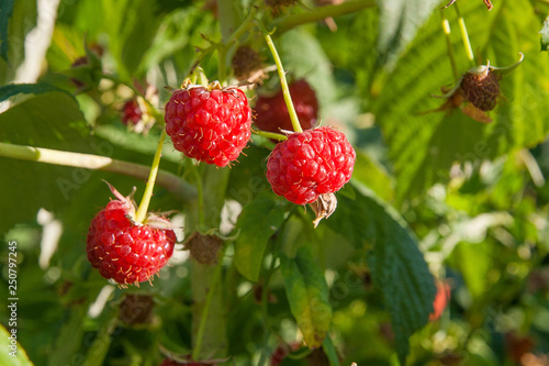 Close up of the ripe and unripe raspberry in the fruit garden. Growing natural bush of raspberry. Branch of raspberry in sunlight.