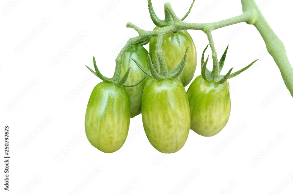 tomato grows in the vegetable garden