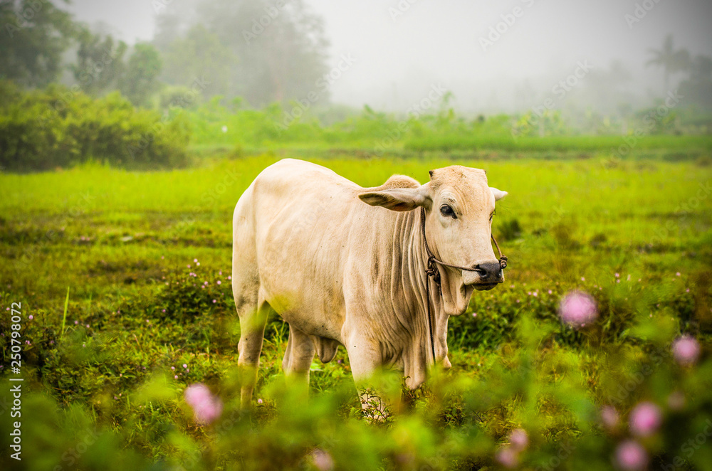 Asia cow grazing on green field / white cow eating on agriculture farm on countryside in the morning Asia cow grazing on green field / white cow eating on agriculture farm on countryside in the morning