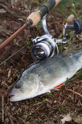 Big freshwater perch and fishing rod with reel..