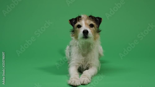 Dog on green screen background 4K - pet, puppy, animal