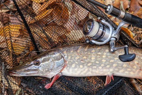 Freshwater pike fish. Freshwater pike fish, fishing rod with reel and black landing net as background ..