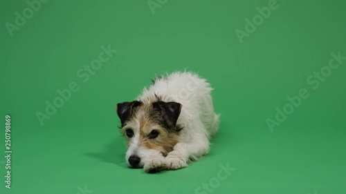 Dog on green screen background 4K - pet, puppy, animal