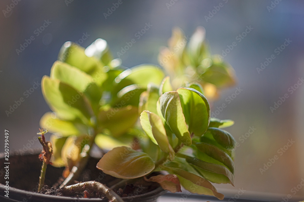 Obraz premium Drops on kalanchoe leaves