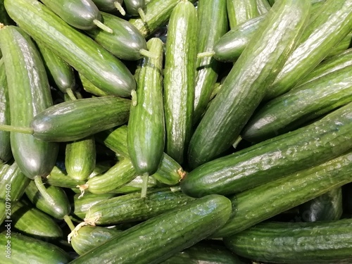  fresh cucumbers