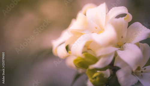 Orange Jasmine, Closeup white orange jasmine flower with green leaves blooming in the garden.