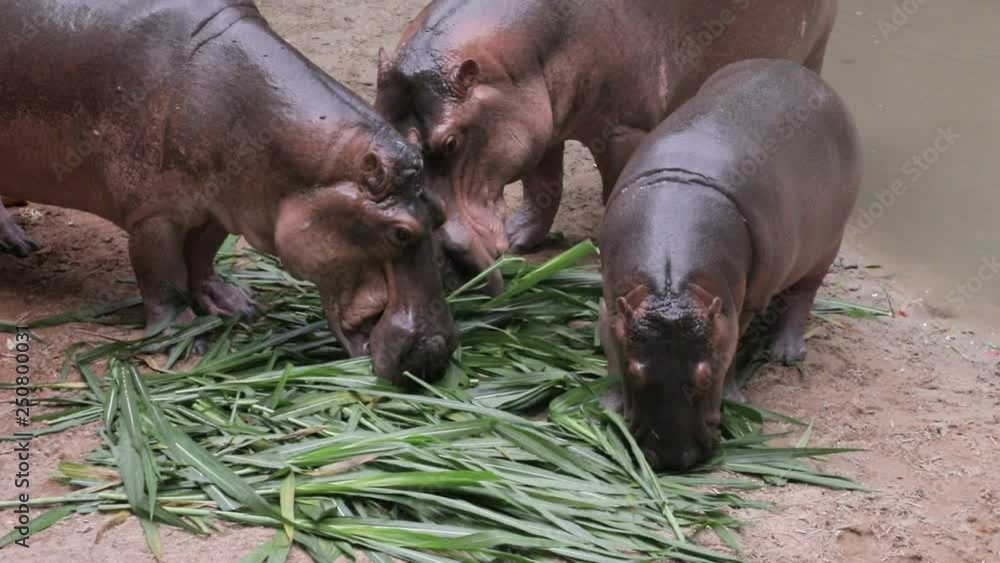 Hippopotamus eating . Hippo is enjoying lunch Hippopotamus eating . Hippo is enjoying lunch