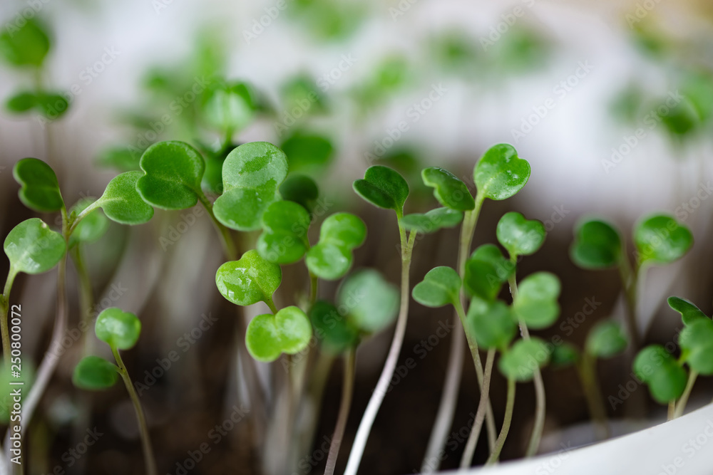 Macro shot of a arugula sprouts grown at home in soil Macro shot of a arugula sprouts grown at home in soil
