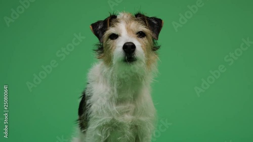 Dog on green screen background 4K - pet, puppy, animal
