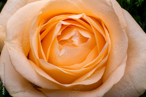 Close up of the orange rose flower