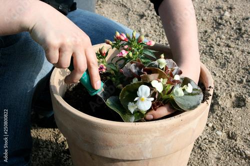 Plantation d'une plante en pot au jardin