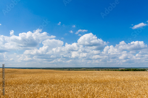 Large wheat field on blue sky background.