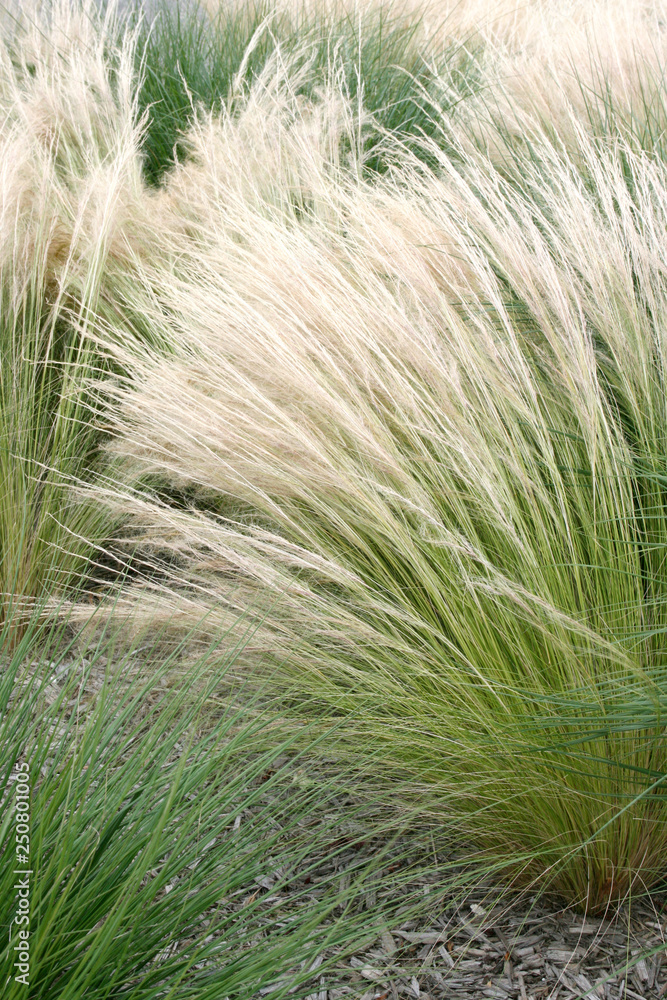 Plante de stipa dans un massif au jardin Plante de stipa dans un massif au jardin
