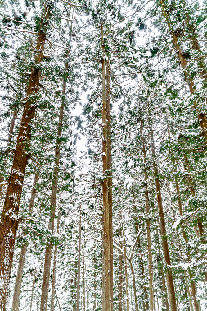 Fototapeta premium Nagano city in the snow-covered winter season, Japan