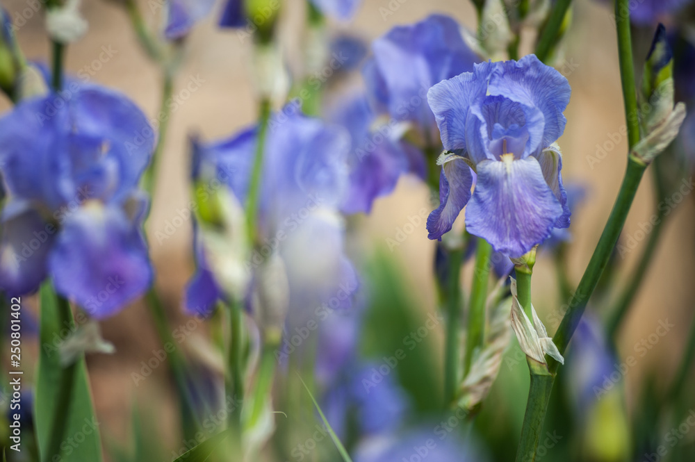 Massif de fleurs d'Iris