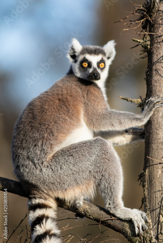 Ring-tailed Lemur (Lemur catta) sitting in a tree © Jon Le-Bon