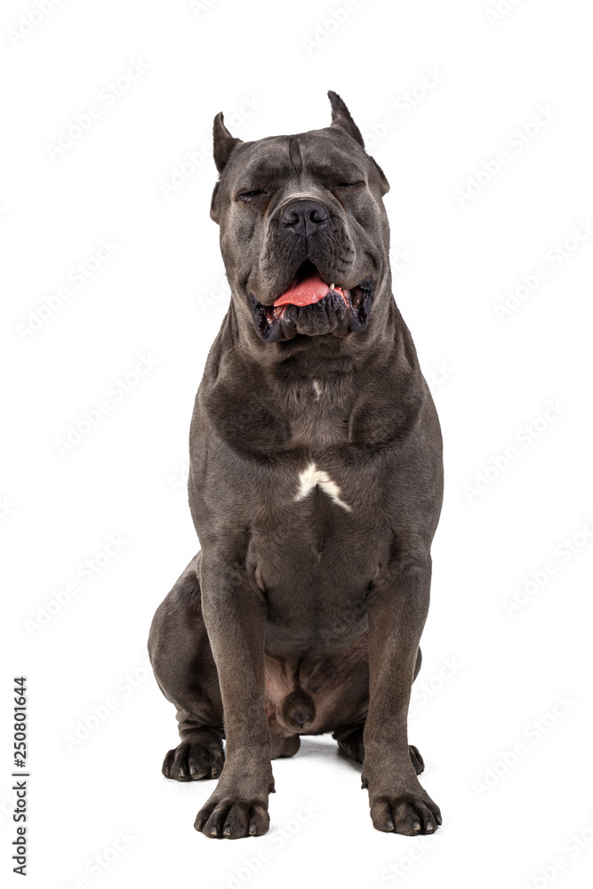 Obraz premium Cane Corso dog on white background
