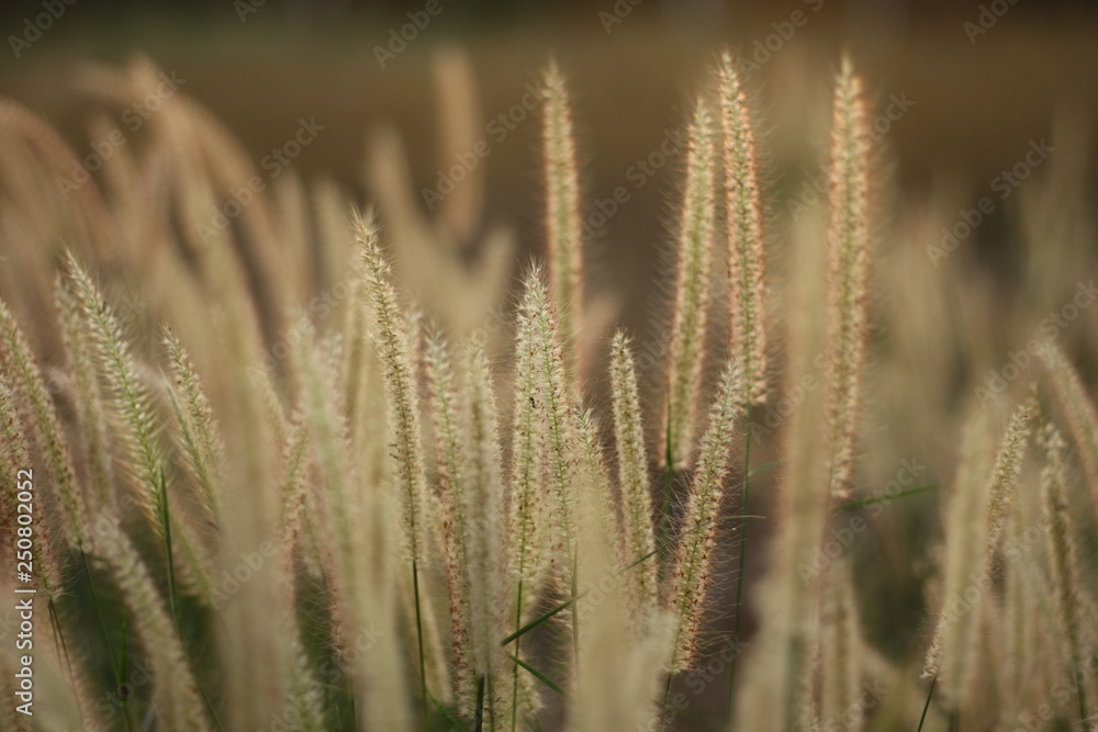 Poaceae Grass Flowers Field,Green grass in nature Landscape of winter meadow of Thailand,oaceae Grass pink Flowers Field,selection focus only some point in image Poaceae Grass Flowers Field,Green grass in nature Landscape of winter meadow of Thailand,oaceae Grass pink Flowers Field,selection focus only some point in image