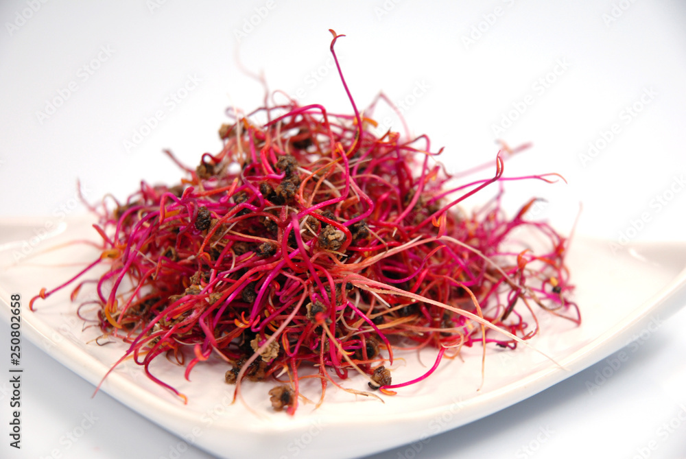 Fototapeta premium Graines à germer, pousses, sur fond blanc