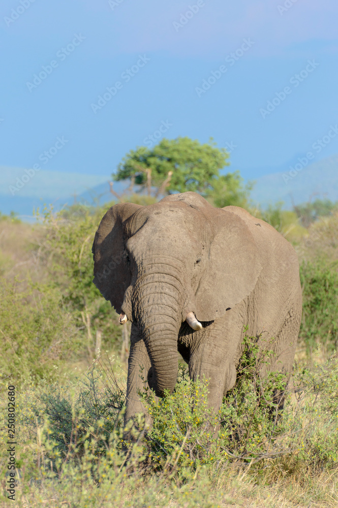 African bush elephant (Loxodonta africana) aka African savanna elephant or African elephant. North West Province. South Africa