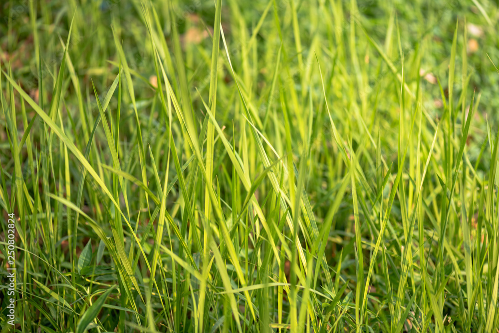 green grass background green grass background