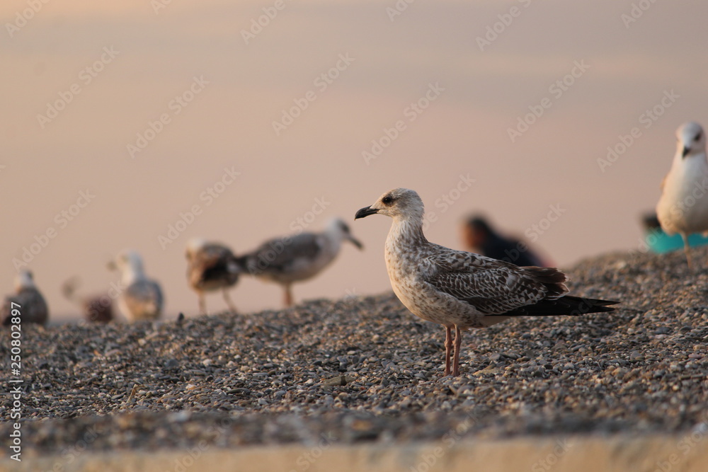 Obraz premium seagull on the beach