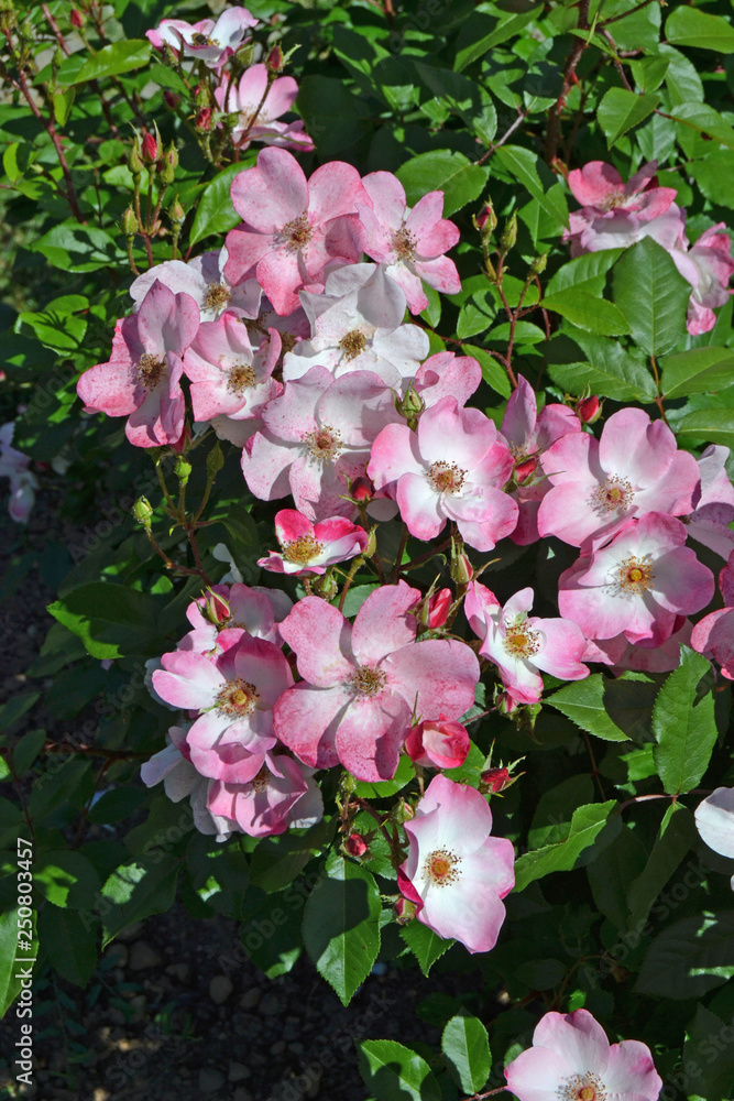 Naklejka premium Fleur de rose en gros plan au jardin