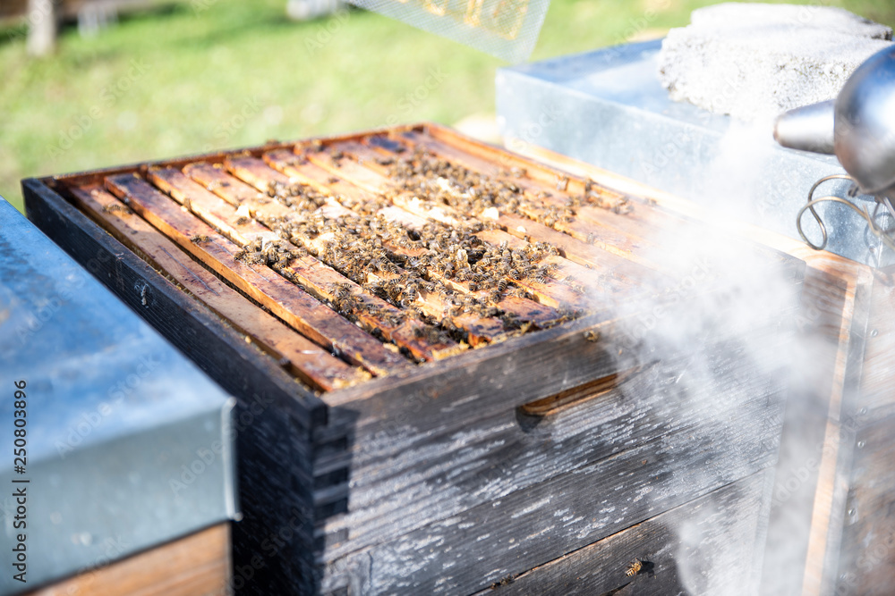 Hives in an apiary with bees flying to the landing boards. Apiculture Hives in an apiary with bees flying to the landing boards. Apiculture