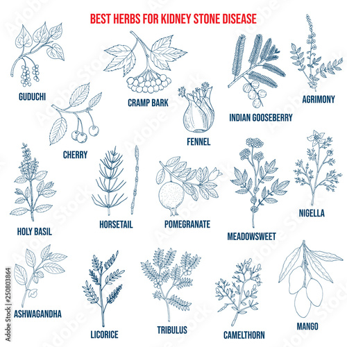 Best herbs for kidney stone disease