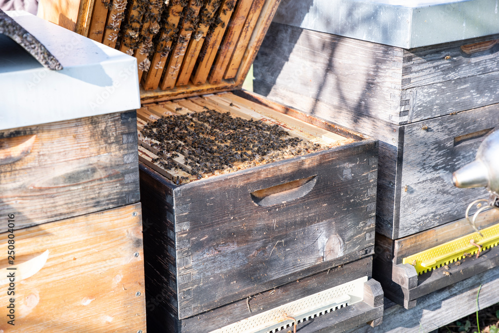 Hives in an apiary with bees flying to the landing boards. Apiculture Hives in an apiary with bees flying to the landing boards. Apiculture