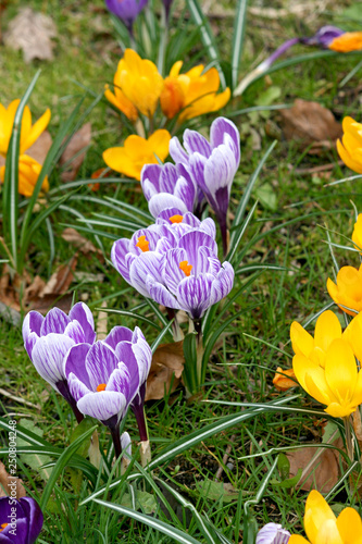 Fleurs de crocus violets striés dans le jardin au printemps