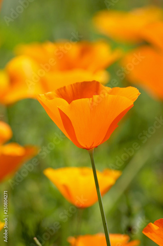 Fleur d eschscholtzia orange dans le jardin en gros plan