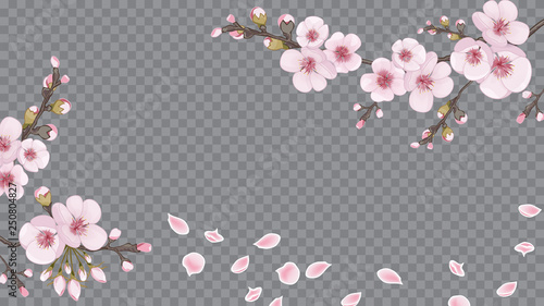 Magenta on transparent background. Design element for fabric, invitations, packaging, cards. Handmade background in the Japanese style. Festive frame horizontal of sakura flowers.