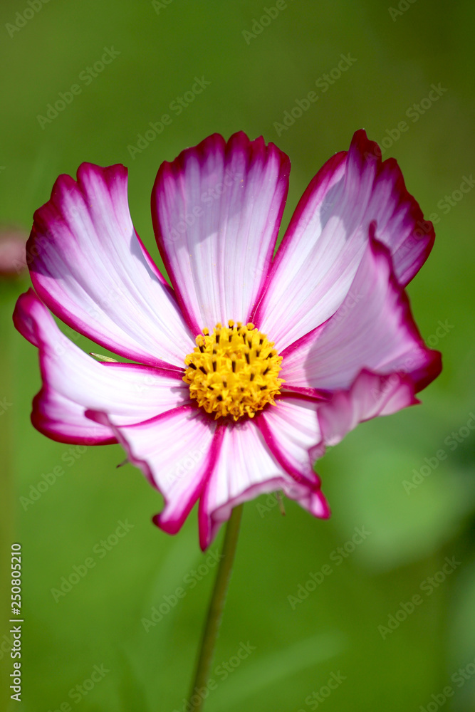 Fleur de cosmos dans le jardin Stock Photo | Adobe Stock