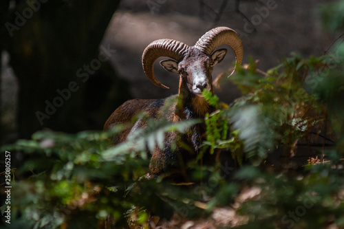 Fotografie Common or European mouflon (Ovis orientalis musimon)