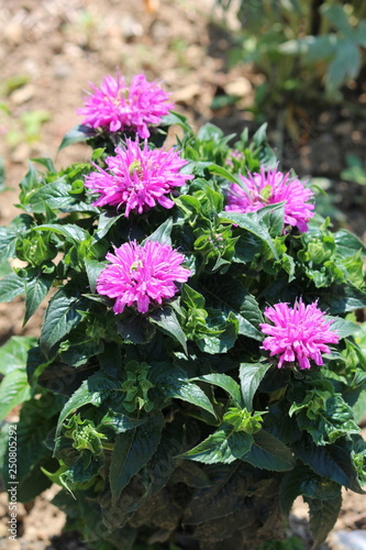 Fleur de monarde rose dans le jardin photo