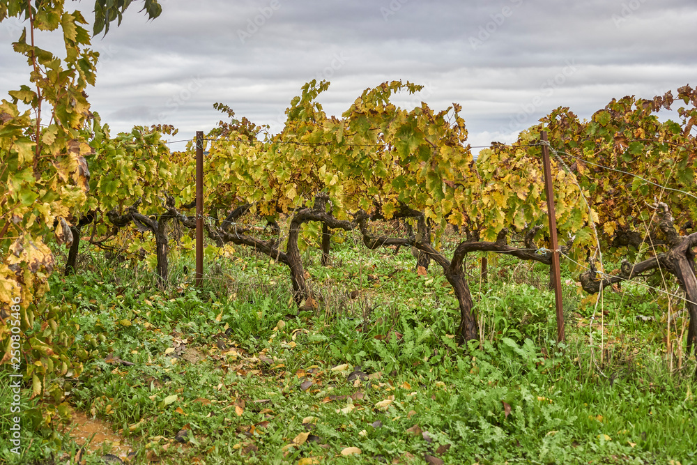 Vineyard in autumn. Mollina, Spain