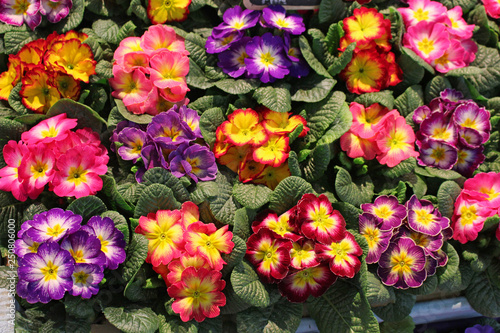 Fleurs de primev  res multicolores au jardin